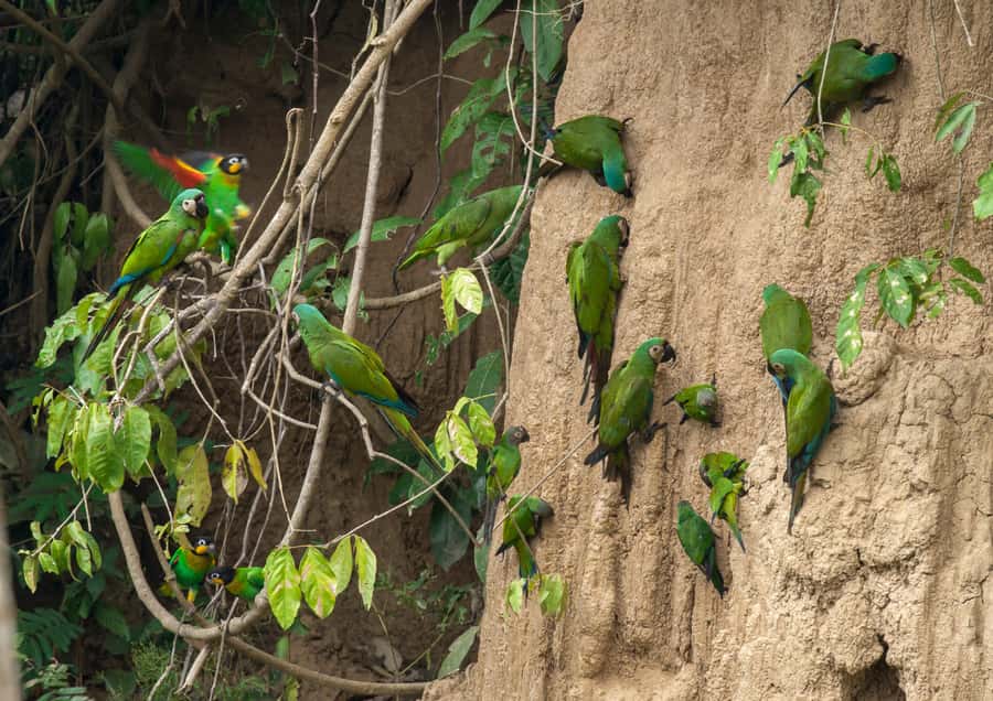 Excursion 3 days/2 nights in the jungle - Night in the forest: bonfire or nocturnal walk