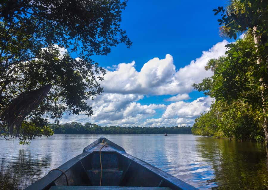 Excursion 3 days/2 nights in the jungle - Day one: first forest walk and a sunset caiman search