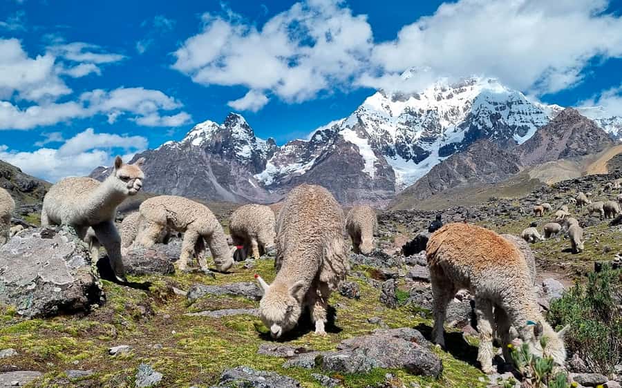 Excursion: Explore in one day the 7 lakes of Ausangate from Cusco - Guides, transport, and tour coordination