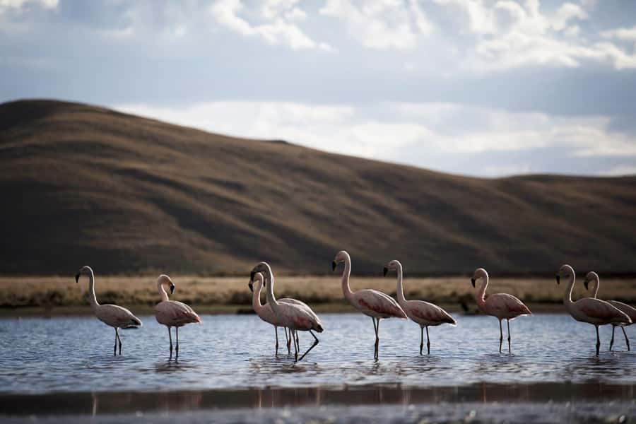 Excursion: Lagoon and National Reserve of Salinas and Aguada Blanca in Arequipa. - Key points at a glance