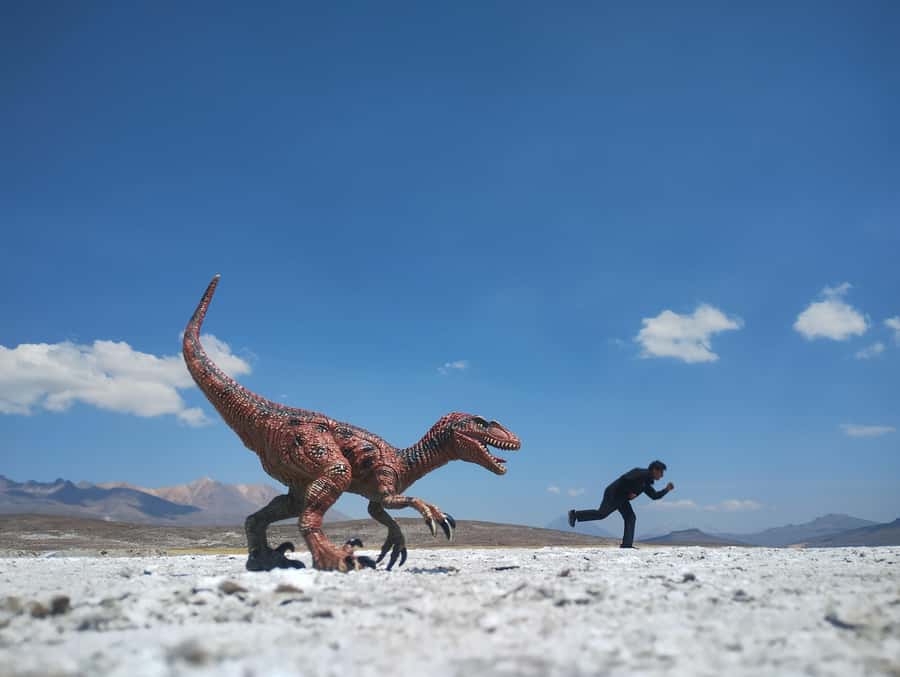Excursion: Lagoon and National Reserve of Salinas and Aguada Blanca in Arequipa. - The early start from Arequipa