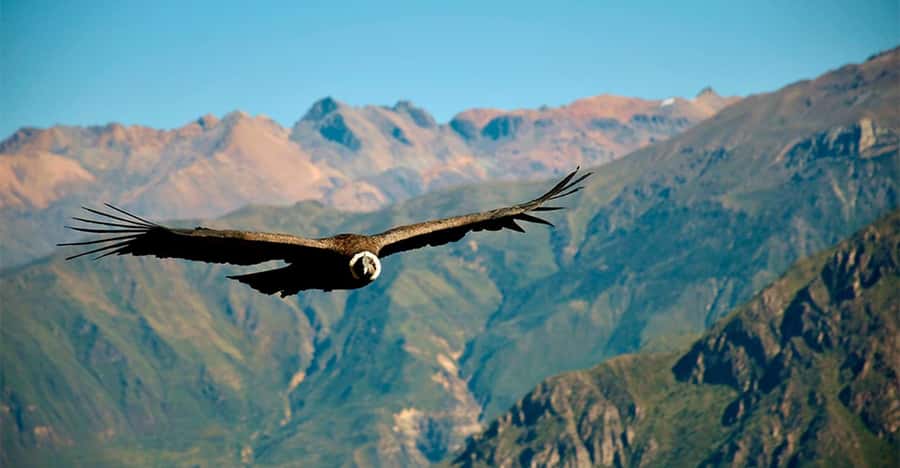 From Arequipa: 1 Day Tour to the Colca Canyon + Buffet lunch - Why this one-day Colca trip works