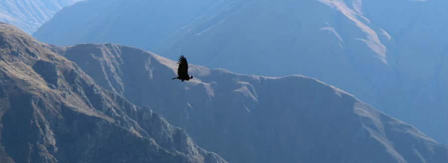 From Arequipa: 1 Day Tour to the Colca Canyon + Buffet lunch - Chacapi Hot Springs in Yanque