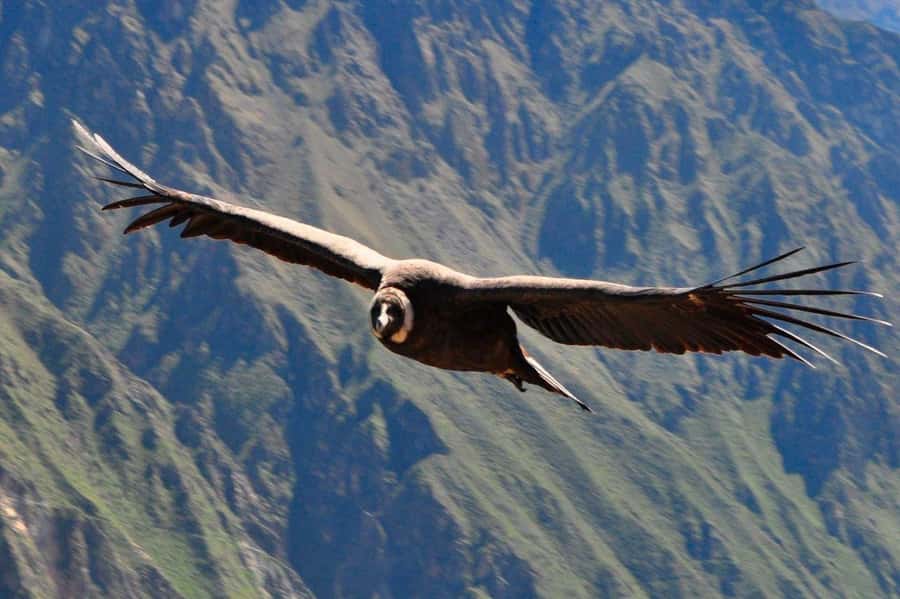 From Arequipa: Colca Canyon and Condor Watching Day Trip - What this Arequipa to Colca Canyon day is really like