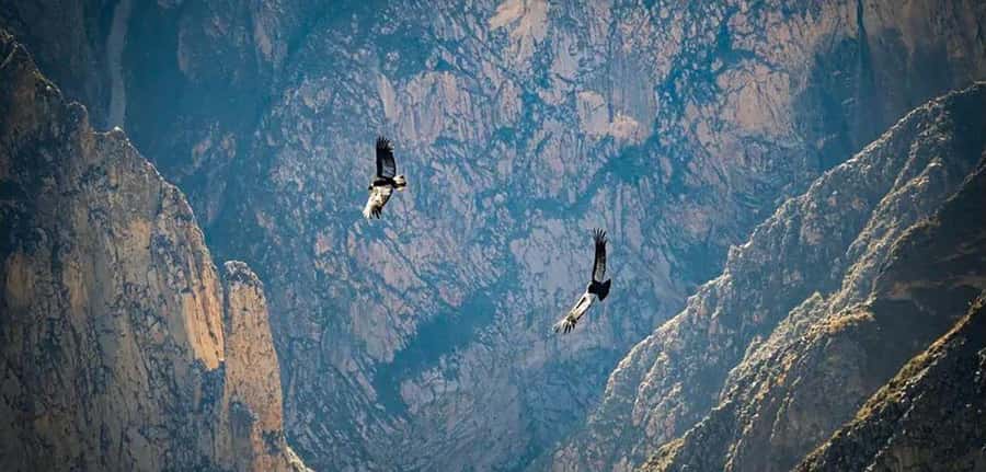From Arequipa: Colca Canyon and Condor Watching Day Trip - Breakfast and the first look at Chivay