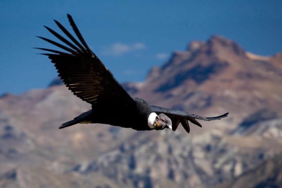 From Arequipa: Colca Canyon Full-Day Guided Tour with Meals - Altitude, packing, and practical planning
