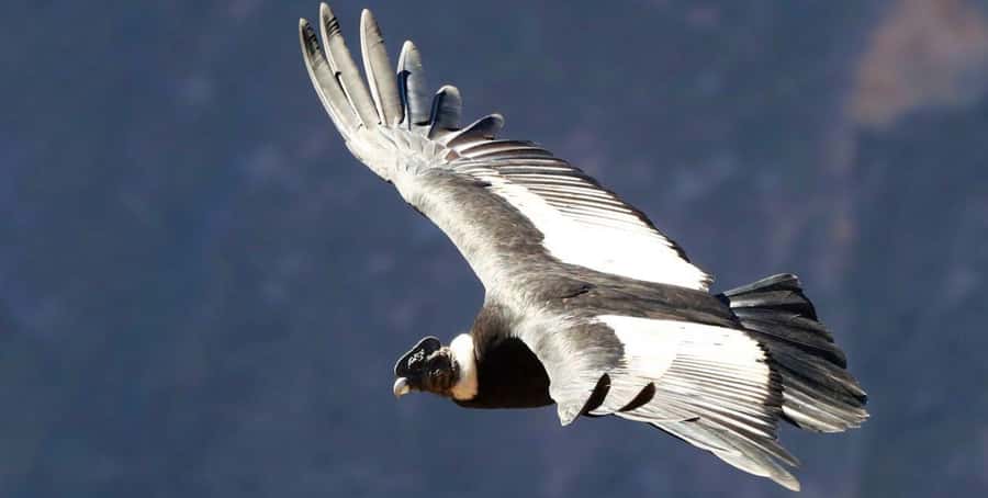 From Arequipa: Colca Canyon Full-Day Tour with Breakfast - Chivay hot springs offer a gentle finish