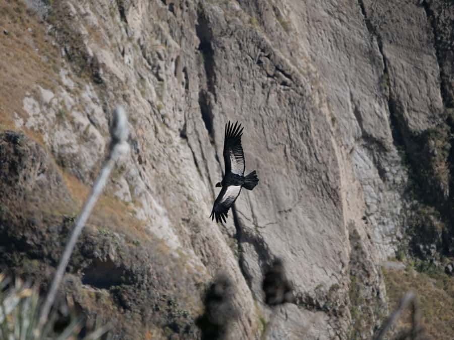 From Arequipa: Colca Canyon & La Calera Thermal Waters - Chivay gives the day its practical center