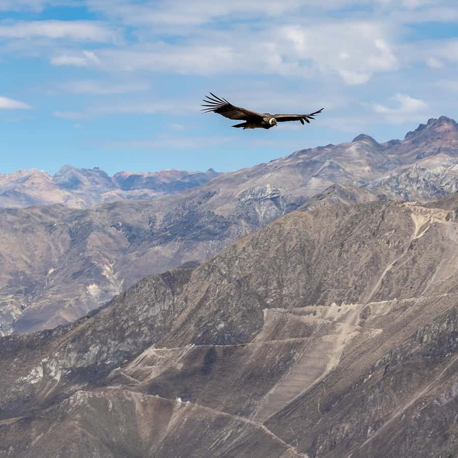 From Arequipa: Colca Canyon & La Calera Thermal Waters - Who should book this Colca Canyon day trip