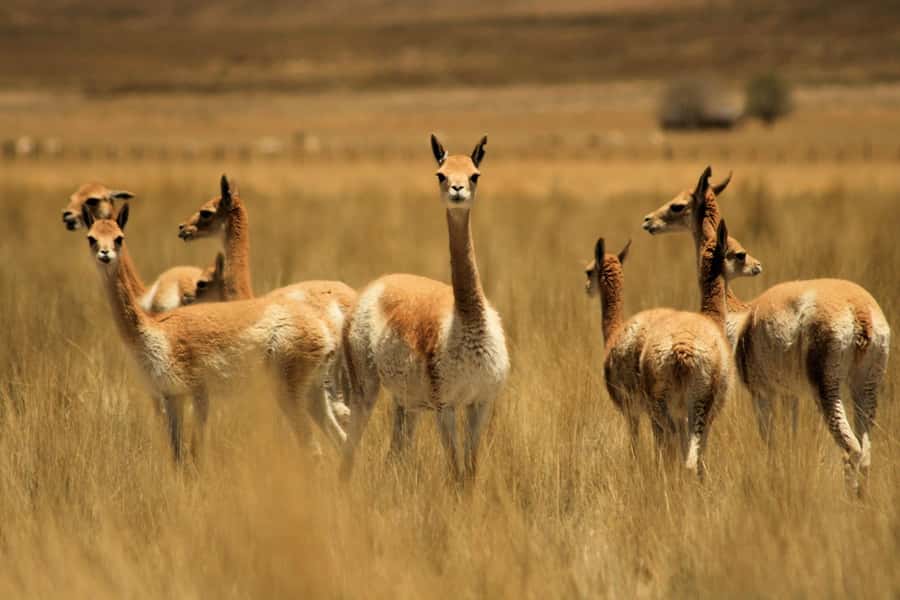 From Arequipa: Colca Valley & Thermal Baths Small-Group Trip - Key points to know before booking