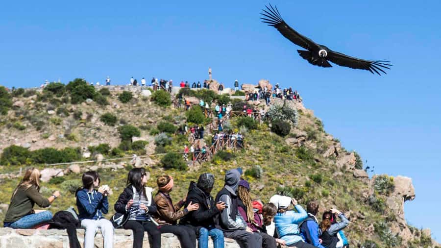 From Arequipa: Full Day Colca Canyon Tour - A pre-dawn start from Arequipa