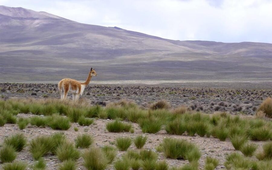 From Arequipa: Fullday Tour Colca Canyon + Transfer To Puno - Antahuilque and Choquetico viewpoints
