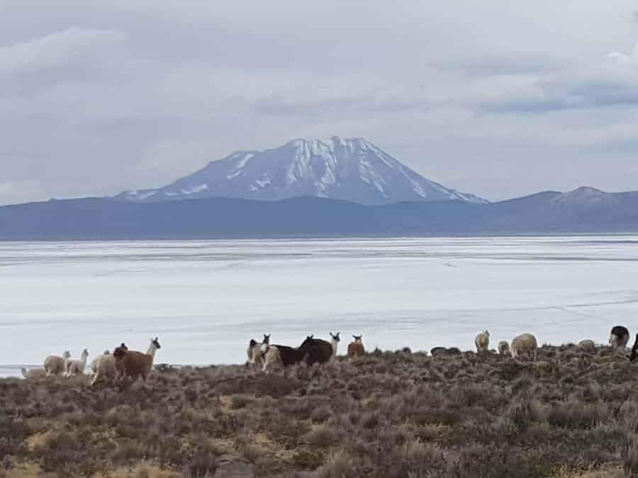 From Arequipa: Salinas Lagoon Full-Day Trip with Hot Springs - Chiguata brings a local pause
