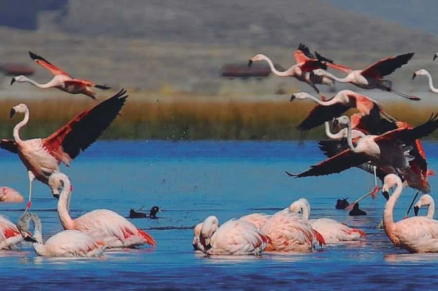 From Arequipa: Salinas Lagoon Full-Day Trip with Hot Springs - Alto Simbral and plants adapted to 4,200 meters