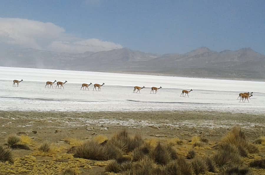 From Arequipa: Salinas Lagoon Full-Day Trip with Hot Springs - Lunch in Chiguata before the return