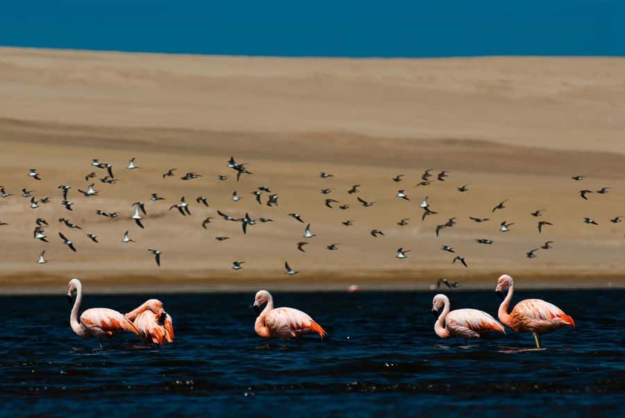From Arequipa: Salinas Lagoon Full-Day Trip with Hot Springs - The guide can shape the quality of the day