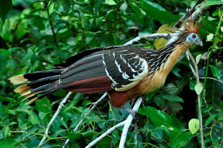From Cusco: 4-Day Manu National Park Guided Tour - From Cusco’s Andes to Manu’s Lowland Forest