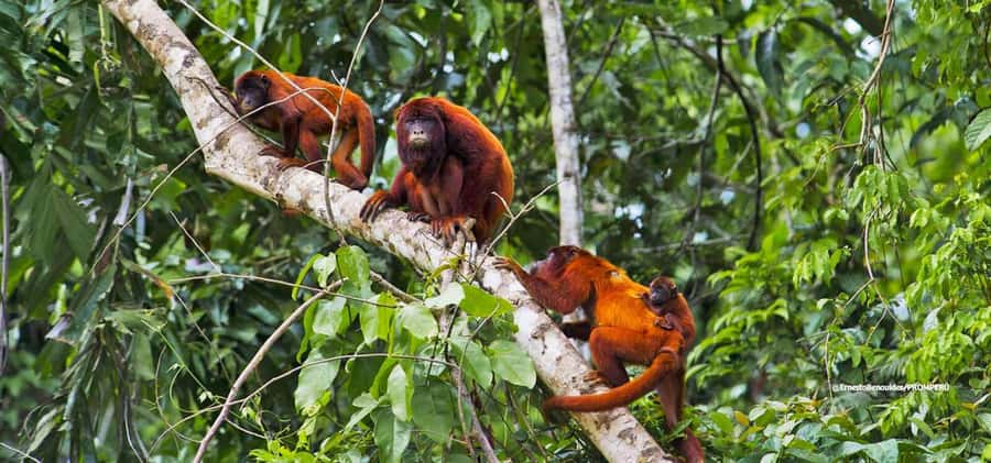 From Cusco: 4-Day Manu National Park Guided Tour - Should You Book It?