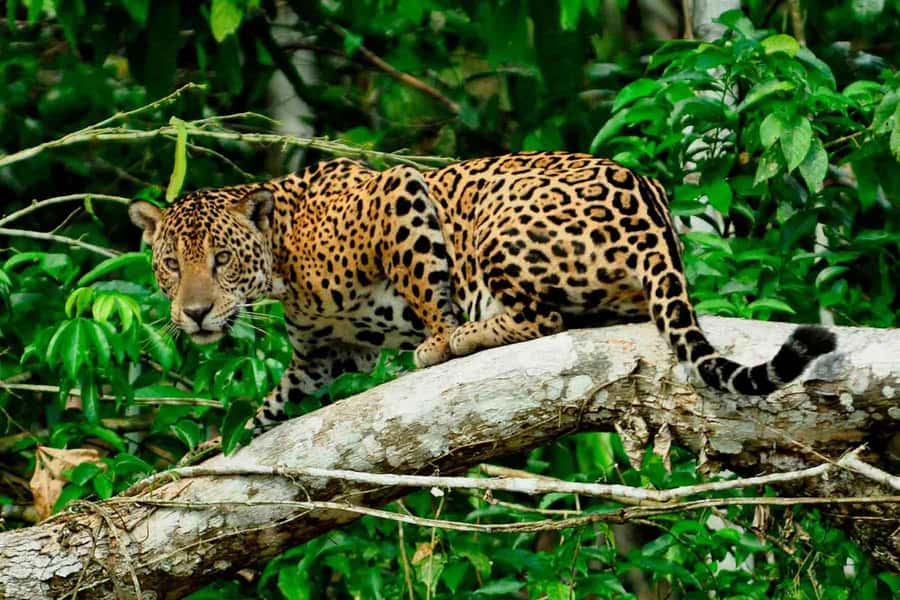 From Cusco: 4-Day Manu National Park Guided Tour - Forest Walks, Coca, and the Alto Madre de Dios River