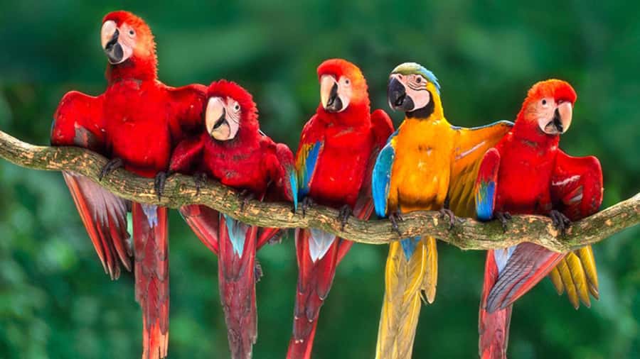 From Cusco: 4 Day Puerto Maldonado Sandoval Lake Excursion - Key points to know before booking