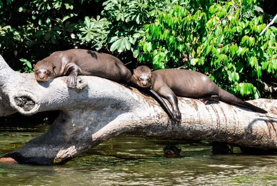 From Cusco: 4 Day Puerto Maldonado Sandoval Lake Excursion - From Cusco to the Madre de Dios River