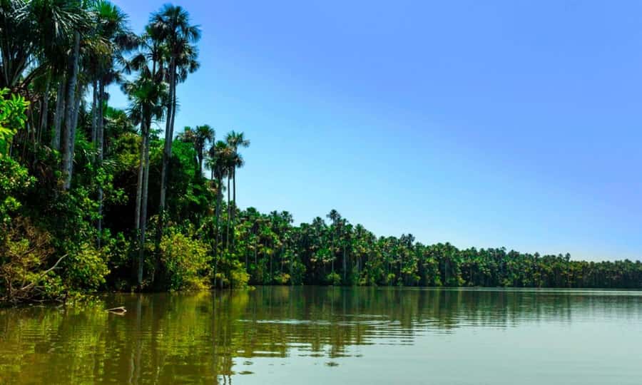 From Cusco: 4 Day Puerto Maldonado Sandoval Lake Excursion - Day three: clay, canopy, and a river sunset