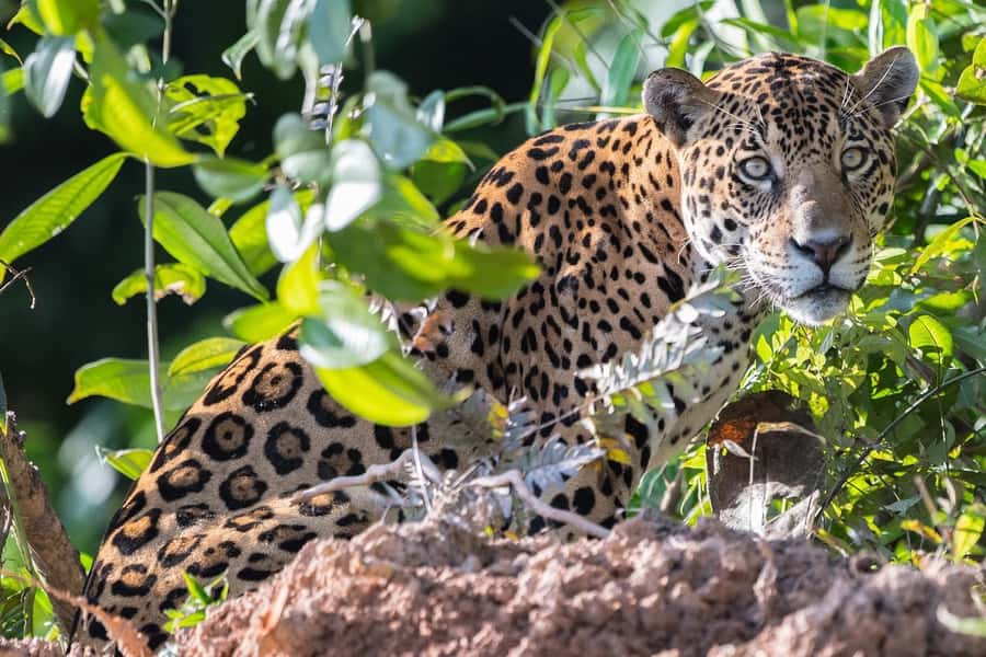 From Cusco: 4 Day Puerto Maldonado Sandoval Lake Excursion - What the $430 really covers