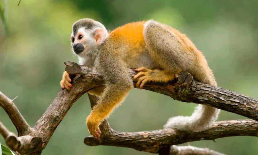 From Cusco: 4 Day Puerto Maldonado Sandoval Lake Excursion - Guides, language, and organization
