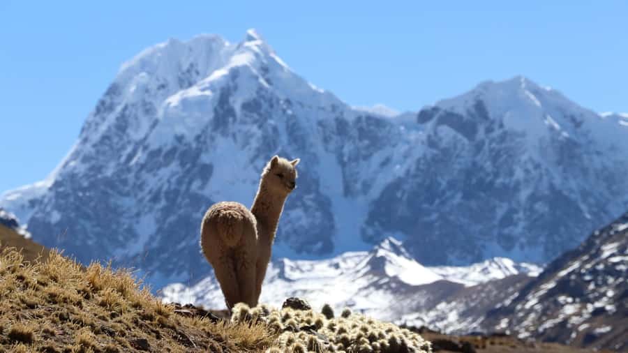 From Cusco: Ausangate Route - 7 Lagoons Tour + Meals - Returning to Pacchanta for lunch and hot springs