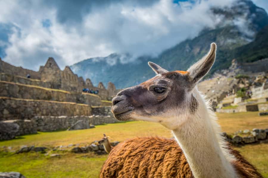 From Cusco: Machu Picchu Full-Day Guided Tour - What you see inside Machu Picchu