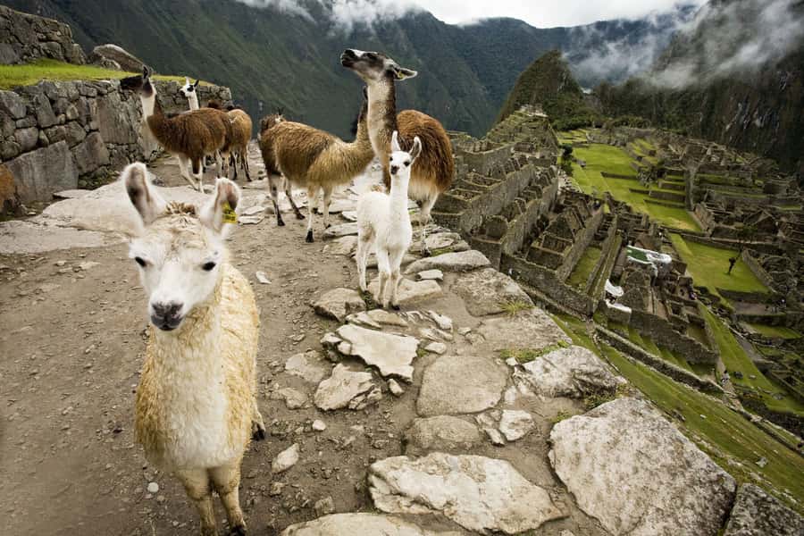 From Cusco: Machu Picchu Private Day Trip on Panoramic Train - Who should book this private day trip?
