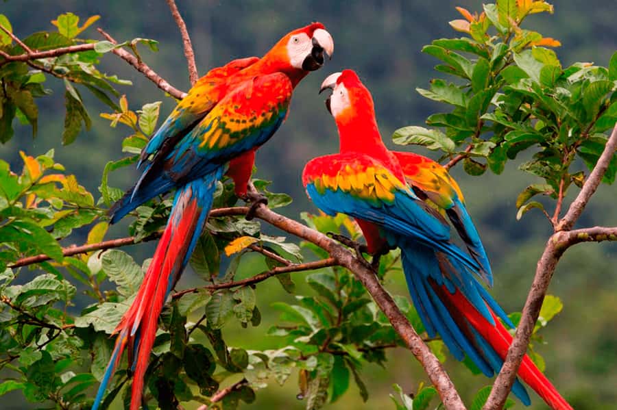 From Cusco: Manu National Park Tour & Accommodation 3 Days - Key points at a glance