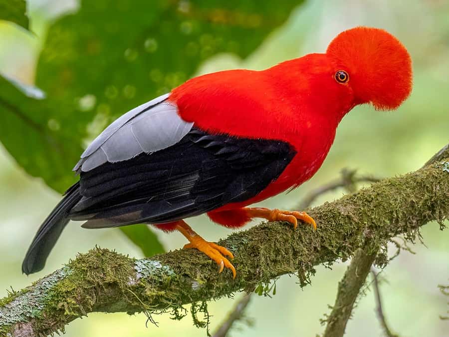 From Cusco: Manu National Park Tour & Accommodation 3 Days - FAQ