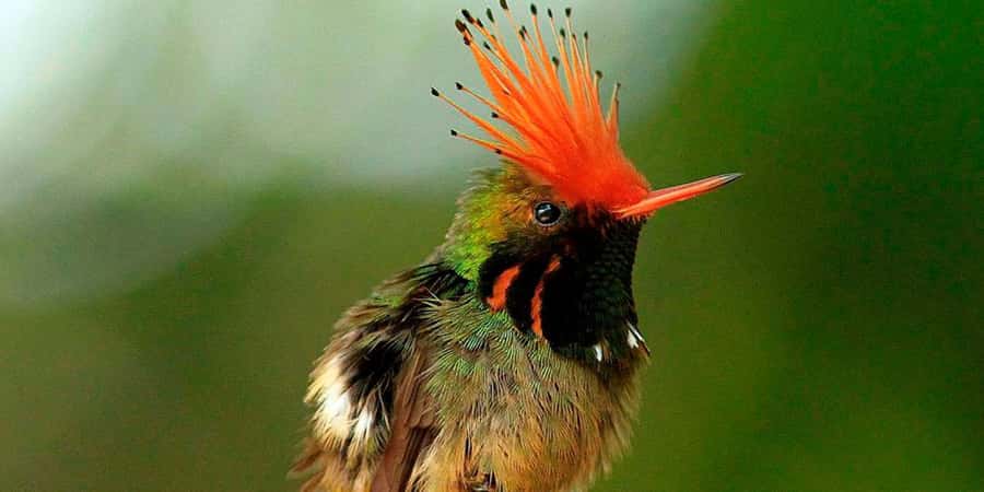 From Cusco: Manu National Park Tour & Accommodation 3 Days - Day two on the Alto Madre de Dios River