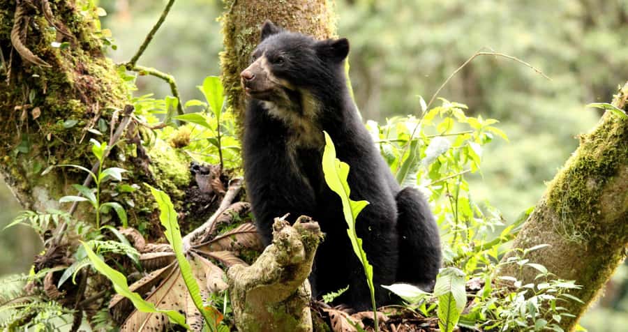 From Cusco: Manu National Park Tour & Accommodation 3 Days - What the guide and group setup add