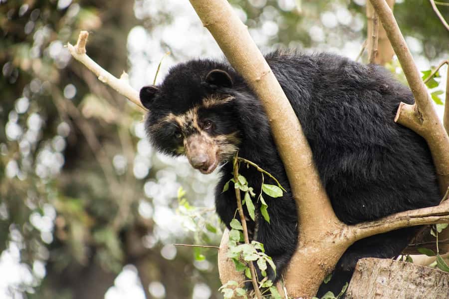 From Cusco: Manu National Park Tour & Accommodation 3 Days - Day three: plants, cloud forest, and the road back