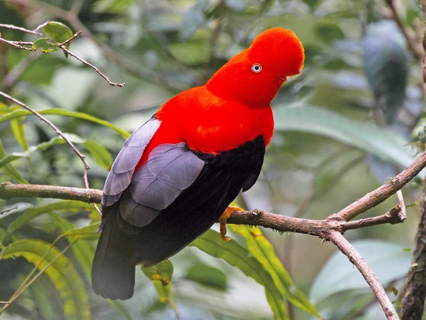 From Cusco: Manu National Park Tour & Accommodation 3 Days - Who should book this Manu trip?