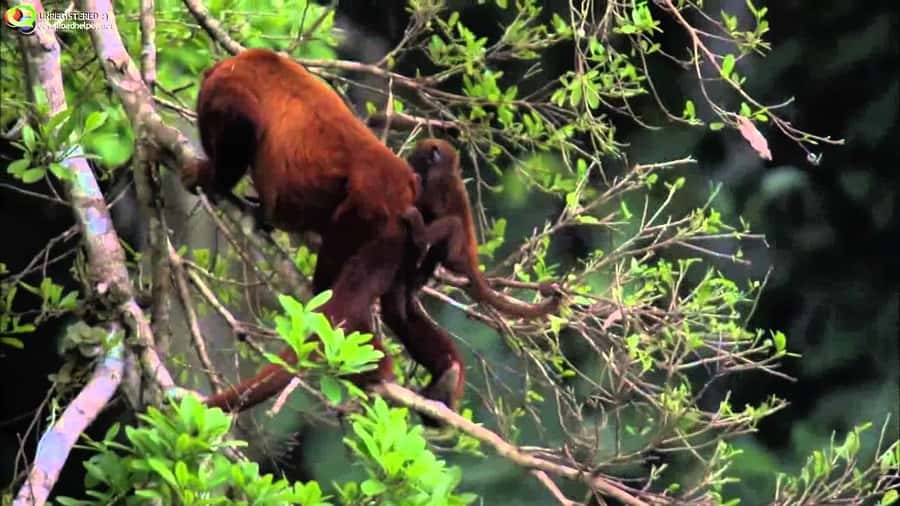 From Cusco: Manu National Park Tour & Accommodation 3 Days - The first afternoon: caves, palms, and night creatures