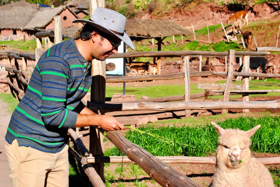 From Cusco: Private Pisac Ruins and Alpaca Farm Day Trip - What makes this five-hour outing worth your time