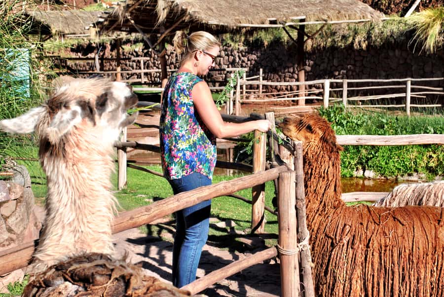 From Cusco: Private Pisac Ruins and Alpaca Farm Day Trip - Starting from Cusco with a private vehicle