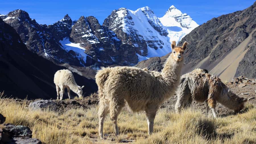 From Cusco: Rainbow Mountain Trek - The return hike and lunch at Hanchipacha