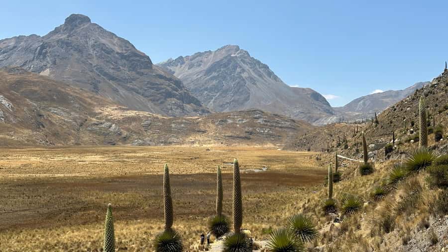 From Huaraz: Tour to the Pastoruri Glacier and Puya Raimondi - Puya Raimondi, the giant plant of the Andes