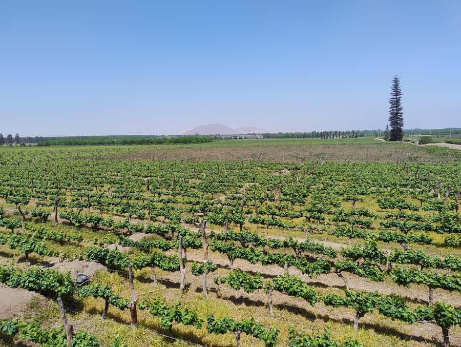 From Ica or Huacachina: Tour to Tacama Vineyard and Artisanal Winery. - Why this tour works for an Ica afternoon