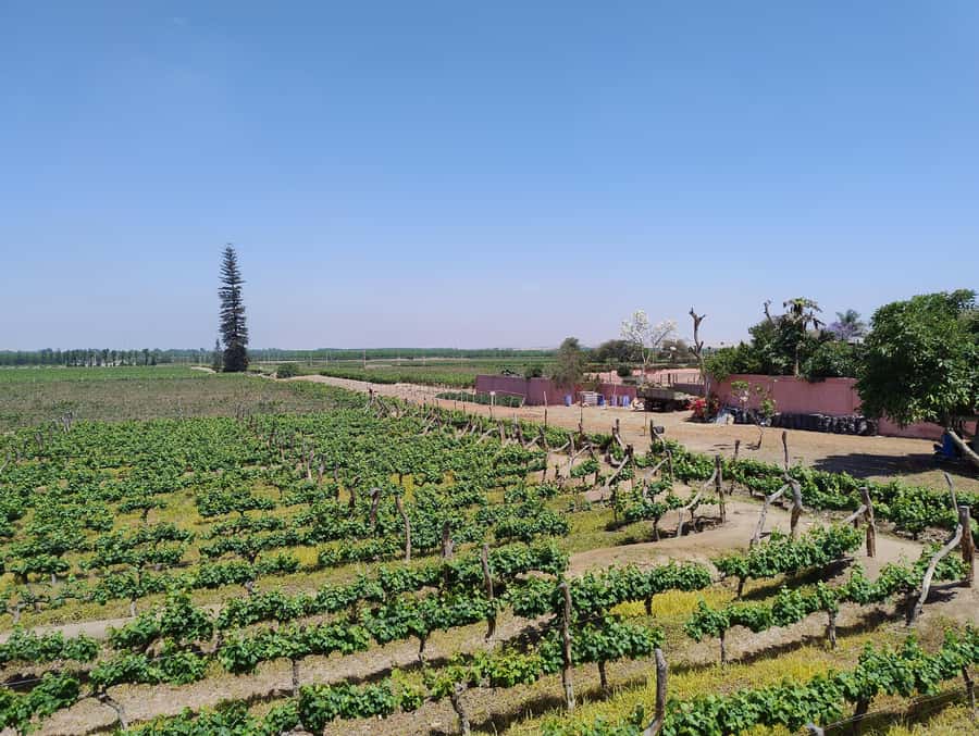 From Ica or Huacachina: Tour to Tacama Vineyard and Artisanal Winery. - The first stop: Hacienda Tacama and the big picture