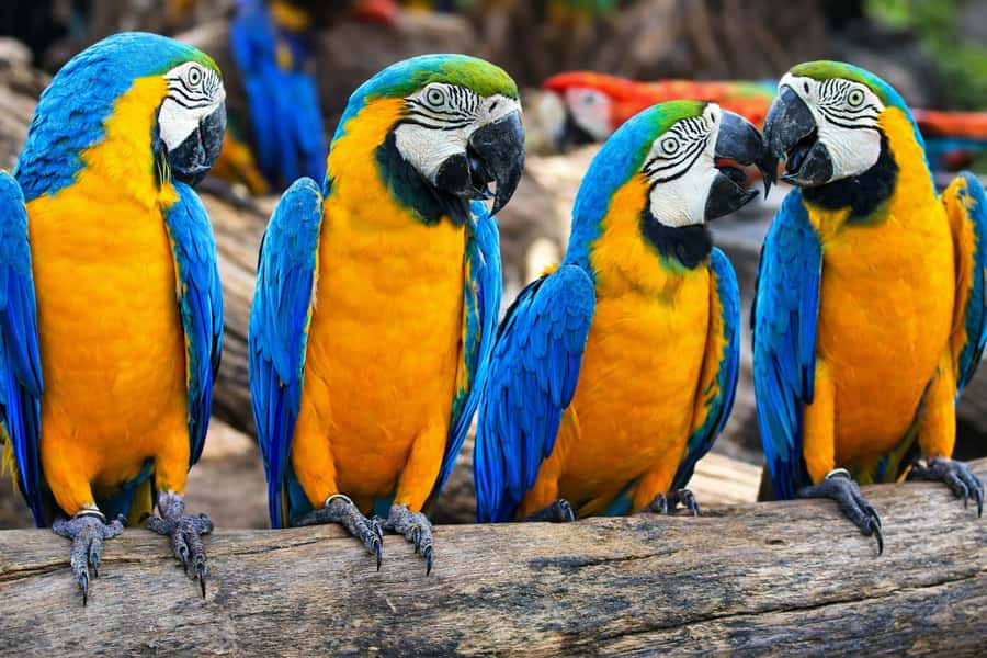 From Iquitos: 3-Day Amazon Jungle Adventure Trip - Leaving Iquitos by boat
