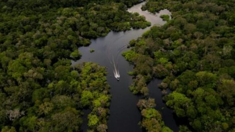 From Iquitos: 3-Day Amazon Jungle Adventure Trip - Day three: medicinal plants, lianas, and the return to Iquitos