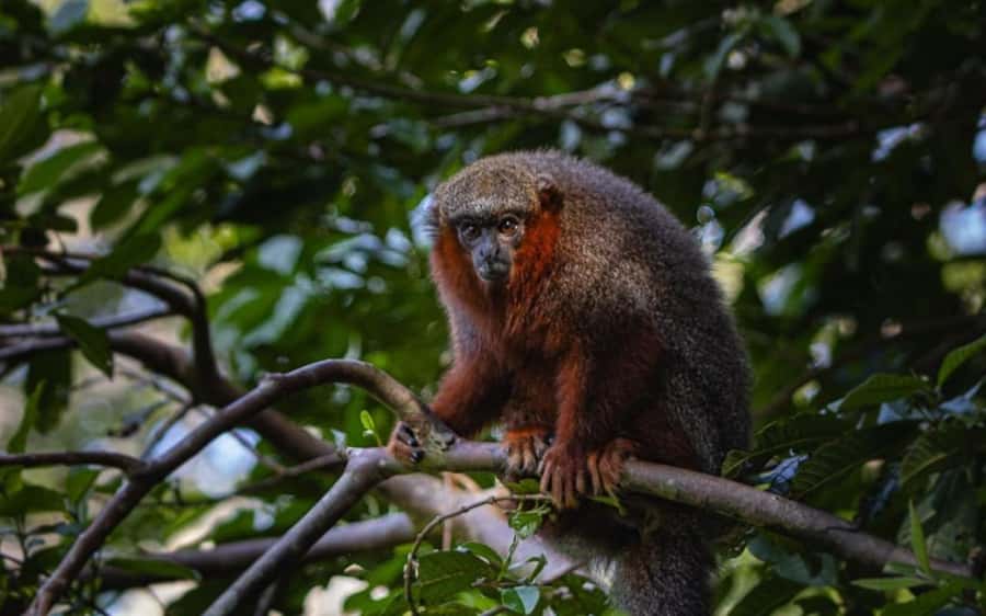 From Iquitos: Full day tour in the Peruvian jungle - Is $133 good value?