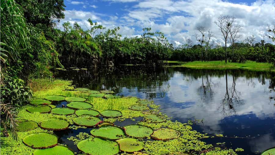 From Iquitos: Full day tour in the Peruvian jungle - From the Itaya River to the Amazon