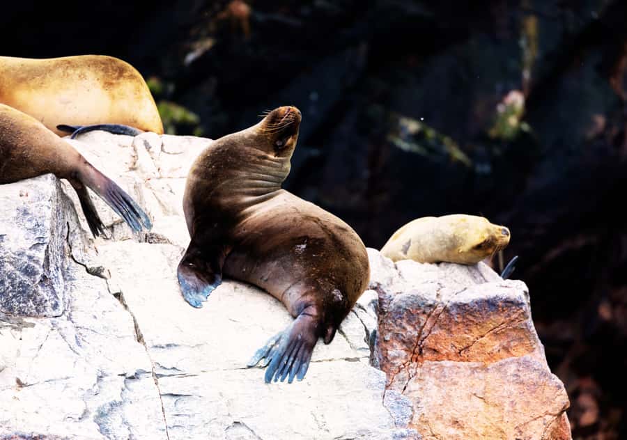 From Lima 2 days 1 night, Ballestas,Huacachina & Nazca lines - Guide service and organization