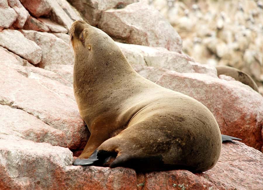 From Lima: Ballestas Islands and Huacachina Sunset Day Trip - Why this Lima to Huacachina day trip works